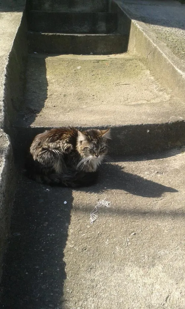 Gato raça  idade 1 ano nome bianca, tigrinho, b