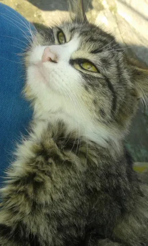 Gato raça  idade 1 ano nome bianca, tigrinho, b
