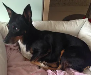 Cachorro raça Sem raça definida idade  nome Nina
