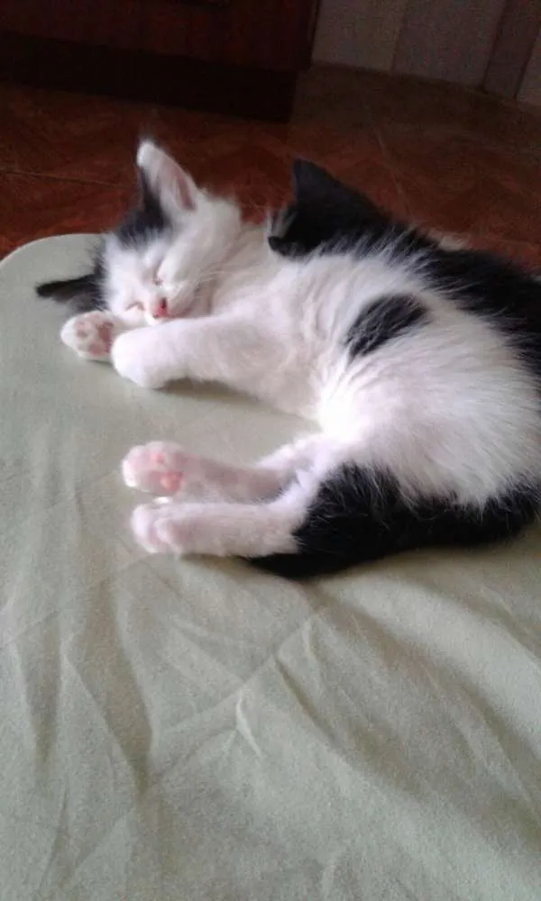 Gato ra a Viralata idade Abaixo de 2 meses nome Floquinho e Luna