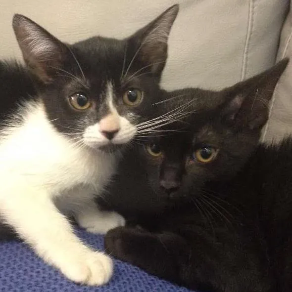 Gato raça SRD idade 2 a 6 meses nome lilica