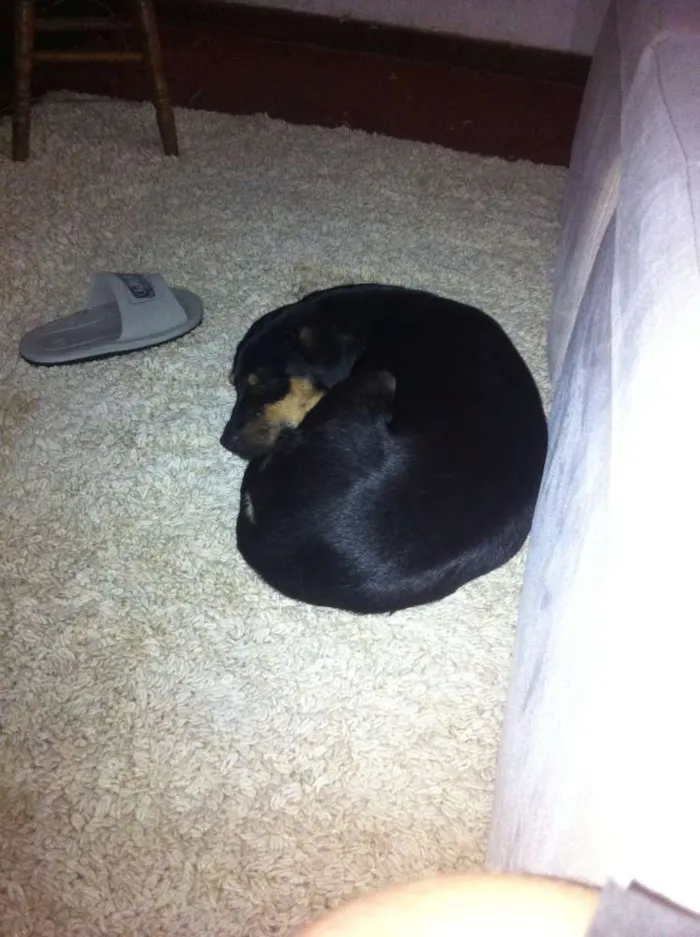 Cachorro ra a Misto Rottweiler idade 7 a 11 meses nome Petite e Gateau