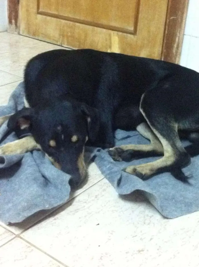 Cachorro ra a Misto Rottweiler idade 7 a 11 meses nome Petite e Gateau