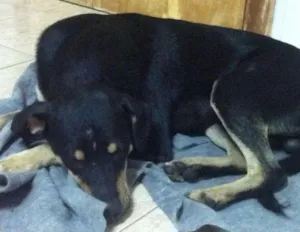 Cachorro raça Misto Rottweiler idade 7 a 11 meses nome Petite e Gateau