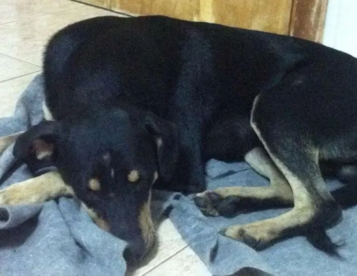 Cachorro ra a Misto Rottweiler idade 7 a 11 meses nome Petite e Gateau