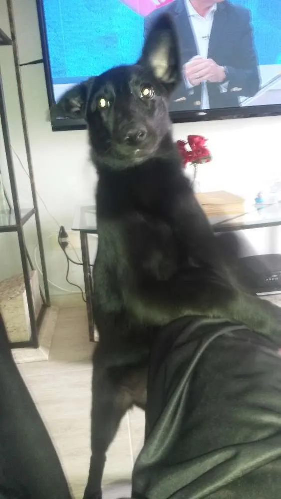 Cachorro ra a Vera lata idade 2 a 6 meses nome Amy winehousa