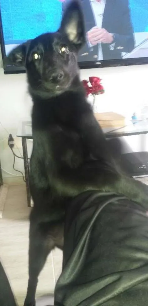 Cachorro ra a Vera lata idade 2 a 6 meses nome Amy winehousa