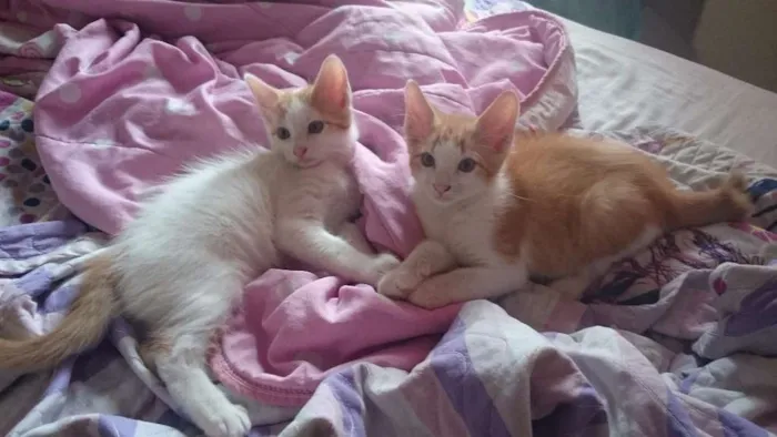 Gato ra a  idade 2 a 6 meses nome Filhotes