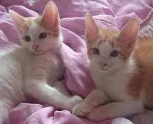 Gato raça  idade 2 a 6 meses nome Filhotes
