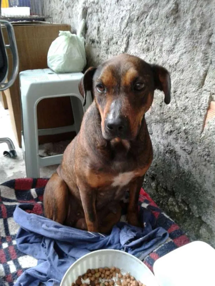 Cachorro ra a SRD idade 2 anos nome Juli