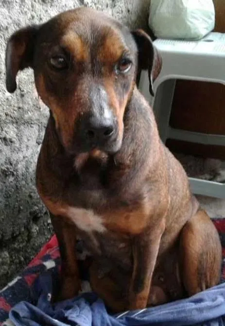 Cachorro ra a SRD idade 2 anos nome Juli
