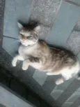 Tina