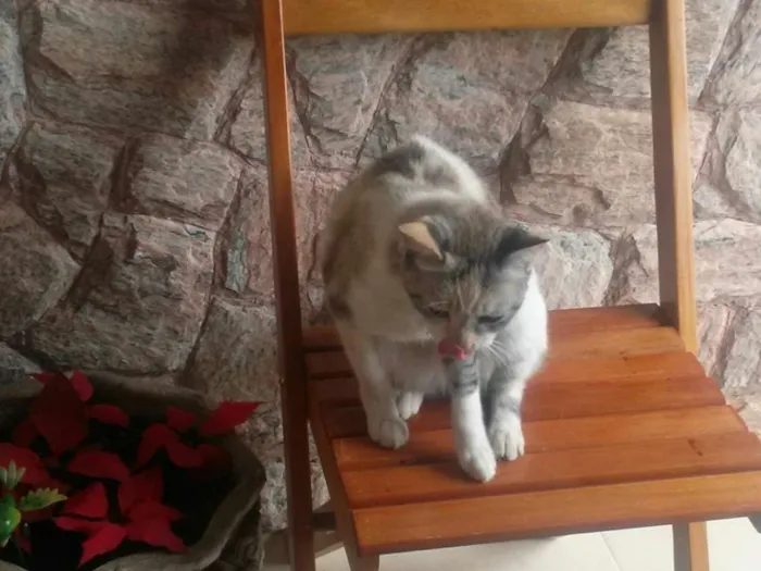 Gato ra a SRD idade 1 ano nome Tina