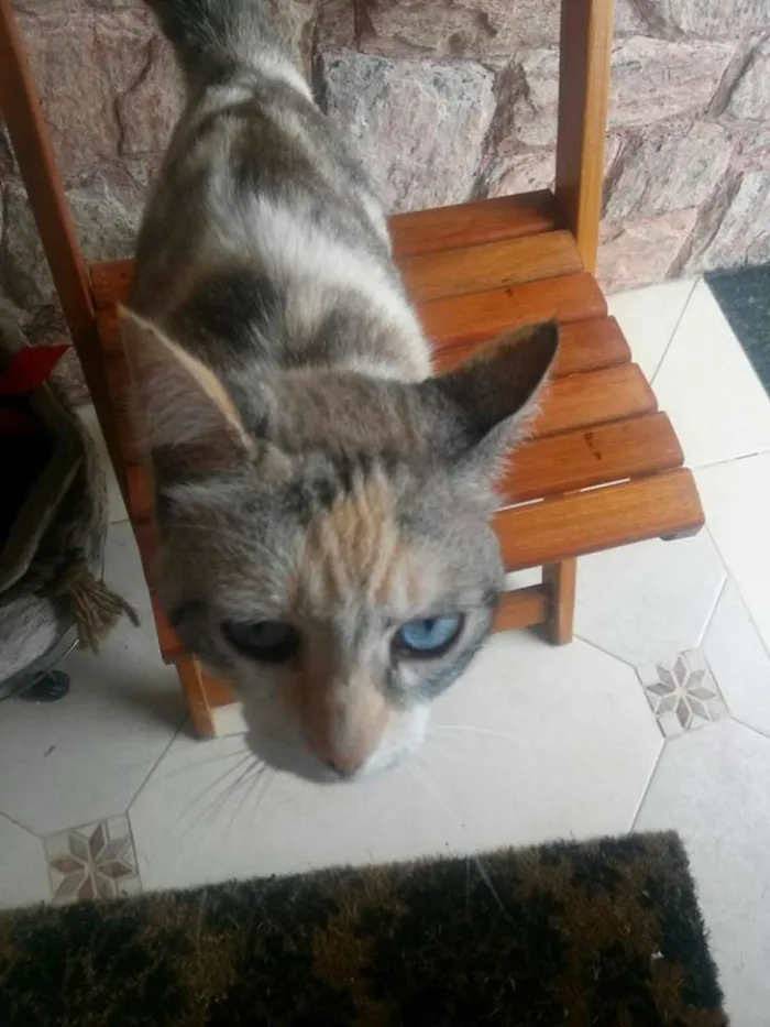 Gato ra a SRD idade 1 ano nome Tina