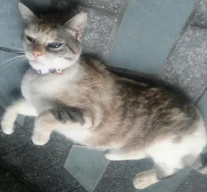 Gato raça SRD idade 1 ano nome Tina