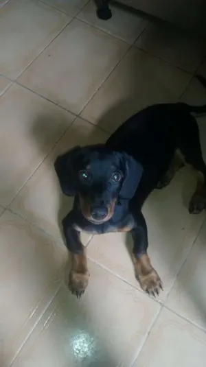 Cachorro raça indefinida idade 2 a 6 meses nome Lindo