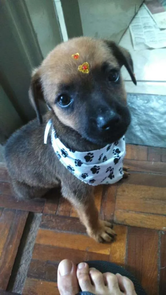 Cachorro ra a Vira lata idade Abaixo de 2 meses nome Filhotes