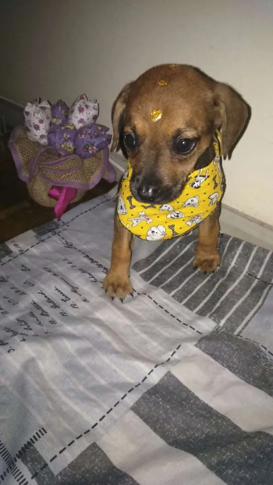 Cachorro ra a Vira lata idade Abaixo de 2 meses nome Filhotes