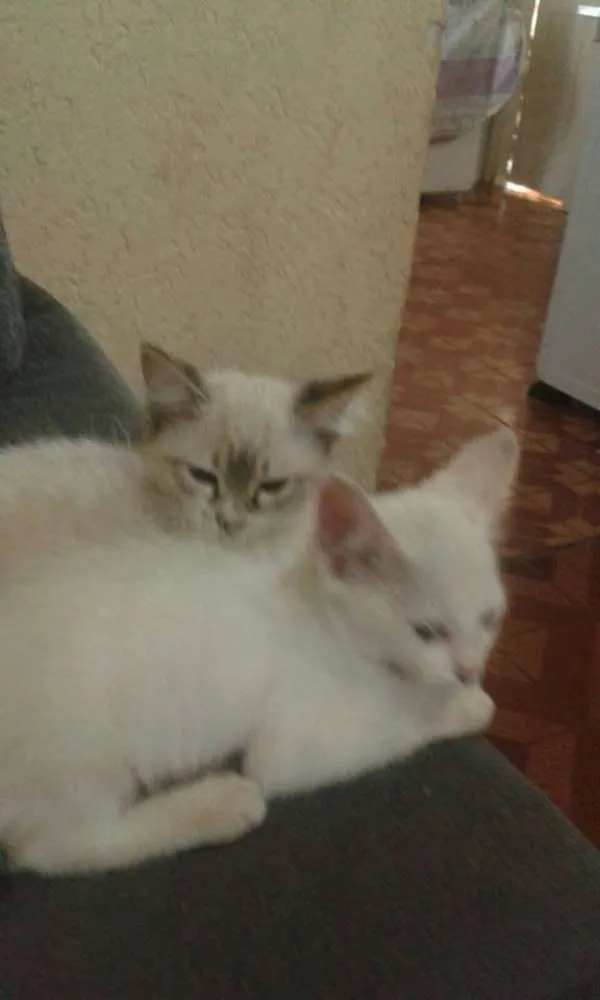Gato ra a SRD idade 2 a 6 meses nome S/N