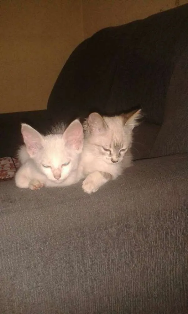 Gato ra a SRD idade 2 a 6 meses nome S/N