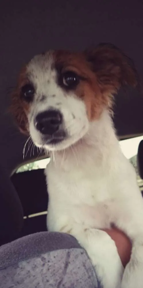 Cachorro ra a SRD idade 2 anos nome Janis