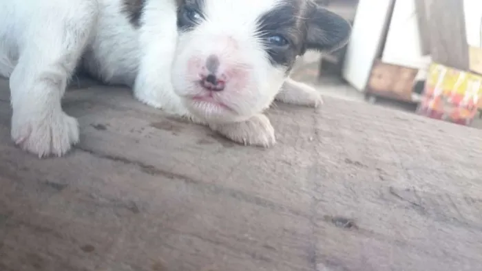 Cachorro ra a SRD idade 2 anos nome Janis