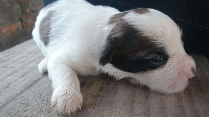 Cachorro ra a SRD idade 2 anos nome Janis