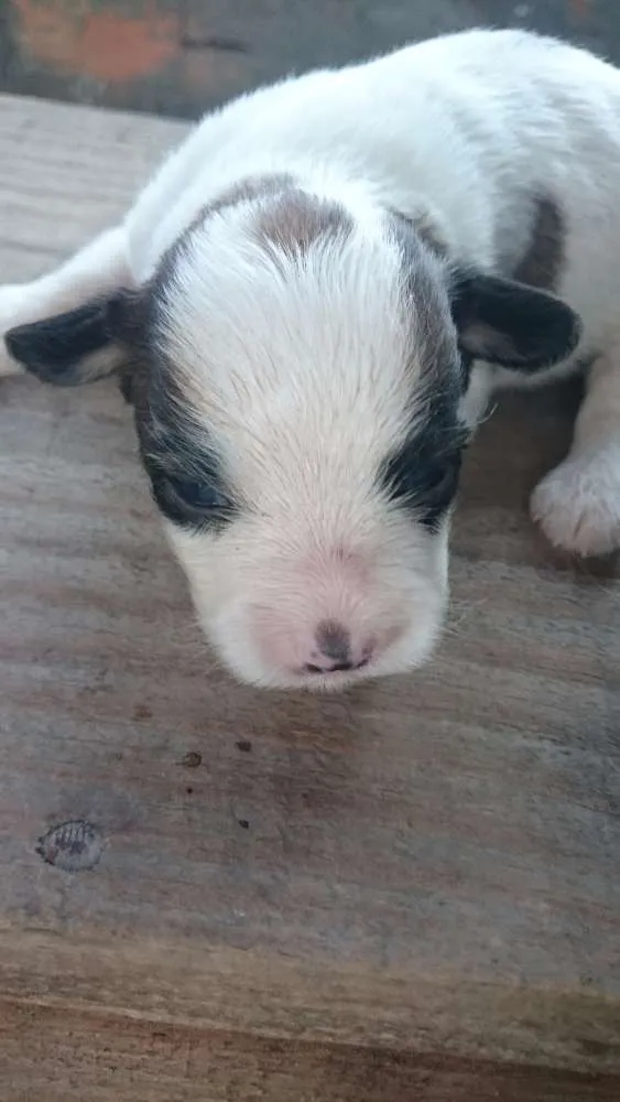 Cachorro ra a SRD idade 2 anos nome Janis