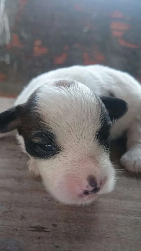 Cachorro ra a SRD idade 2 anos nome Janis