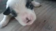 Janis