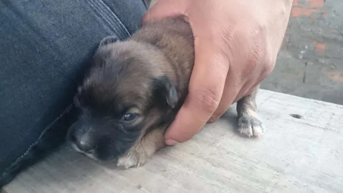 Cachorro ra a SRD idade 2 anos nome Janis
