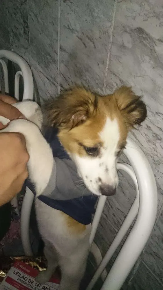 Cachorro ra a SRD idade 2 anos nome Janis