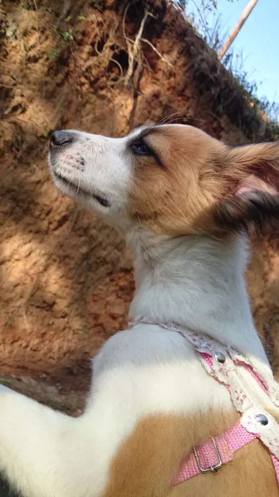Cachorro ra a SRD idade 2 anos nome Janis