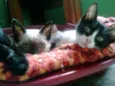 Dafne