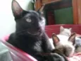 Caju