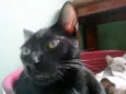 Caju