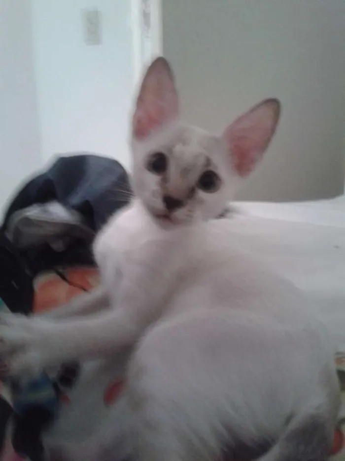 Gato ra a vira lata idade 2 a 6 meses nome Romeu
