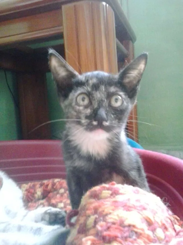 Gato ra a SRD idade 2 a 6 meses nome Punk