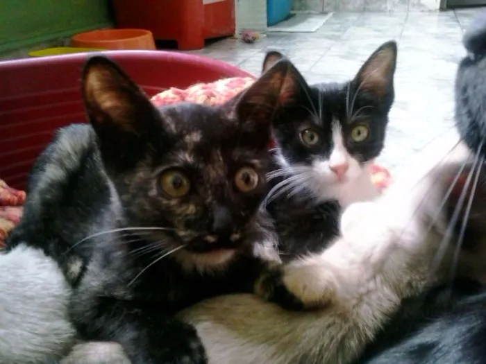 Gato ra a SRD idade 2 a 6 meses nome Punk