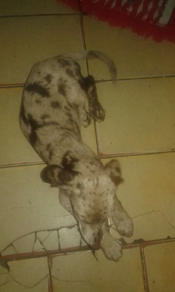 Cachorro ra a coque com vira lata  idade Abaixo de 2 meses nome sascha katita