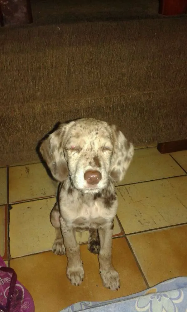 Cachorro ra a coque com vira lata  idade Abaixo de 2 meses nome sascha katita