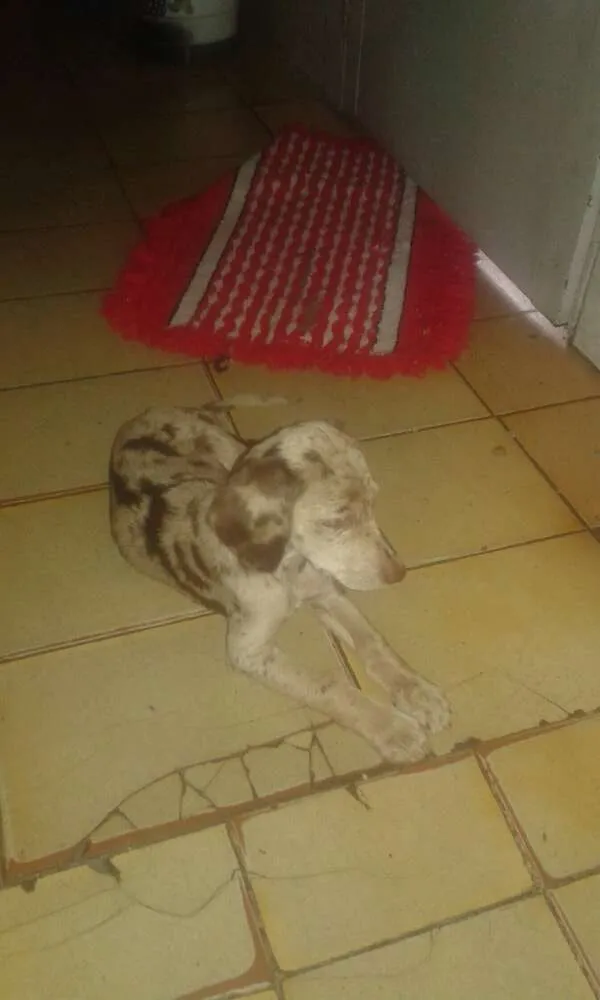 Cachorro ra a coque com vira lata  idade Abaixo de 2 meses nome sascha katita