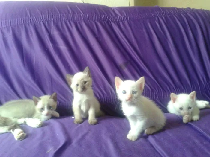 Gato ra a Misturado idade Abaixo de 2 meses nome Chantily , Moíses, 