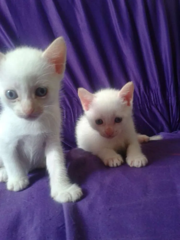 Gato ra a Misturado idade Abaixo de 2 meses nome Chantily , Moíses, 