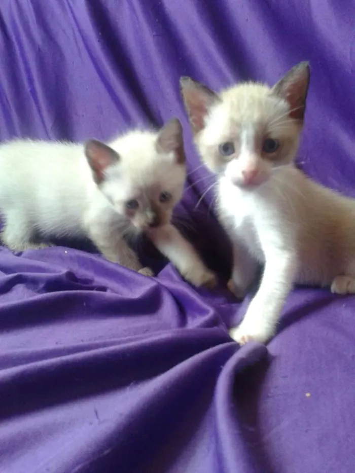 Gato ra a Misturado idade Abaixo de 2 meses nome Chantily , Moíses, 