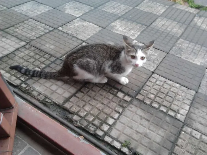 Gato ra a SRD - Amor Não Tem Pedigree idade 7 a 11 meses nome Pudim - Castrado