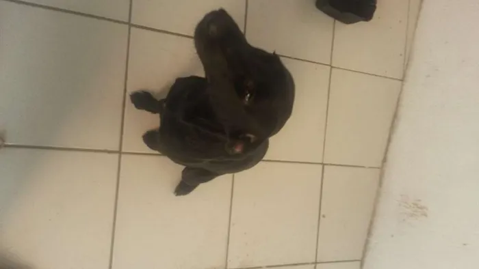 Cachorro raça Labrador idade 2 a 6 meses nome Lecy