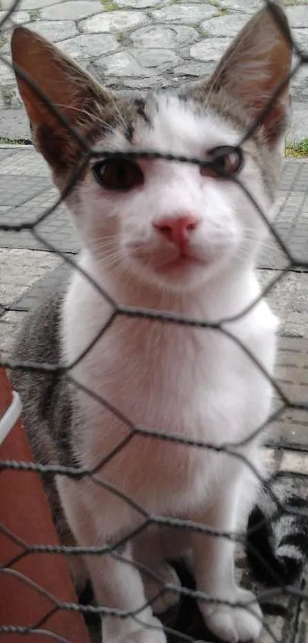 Gato ra a SRD - Amor Não Tem Pedigree idade 7 a 11 meses nome Pudim - Castrado