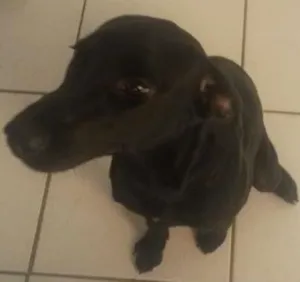 Cachorro raça Labrador idade 2 a 6 meses nome Lecy