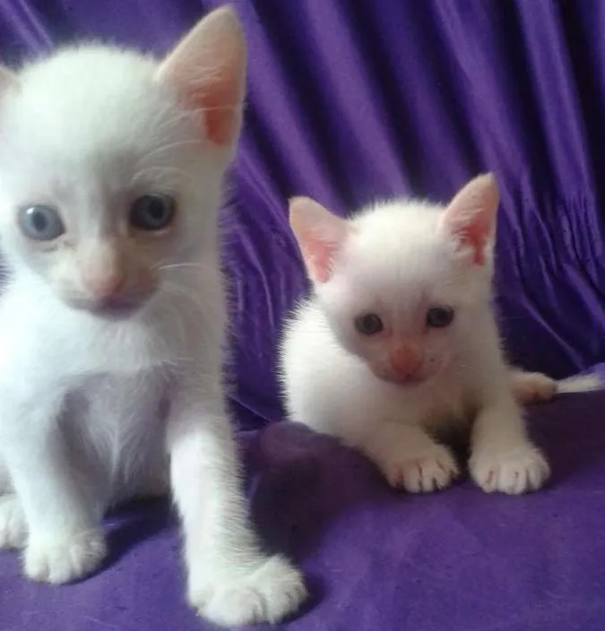 Gato ra a Misturado idade Abaixo de 2 meses nome Chantily , Moíses, 